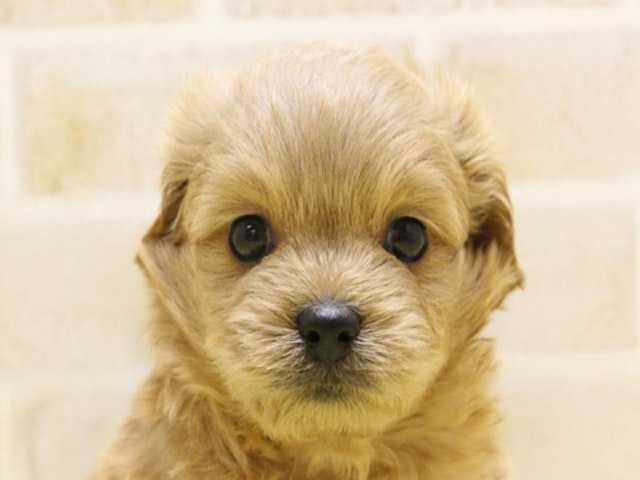 埼玉県のハーフ犬 (ペッツワン蓮田店/2024年2月25日生まれ/男の子/アプリコット)の子犬